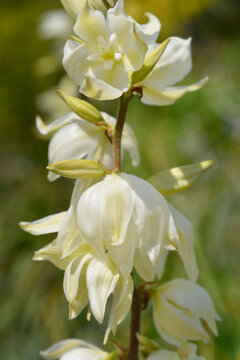 Variegated Spanish dagger  flowers