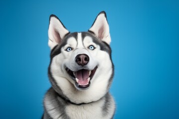 Portrait of a smiling siberian husky on soft blue background