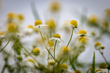Obraz premium A close up of chamomile flowers in a South Downs meadow, with selective focus