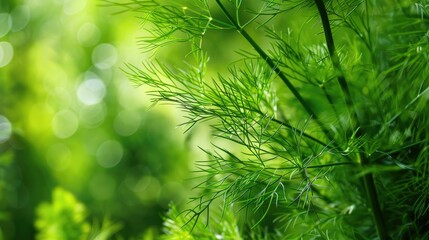 The green leaves of giant fennel Ferula communis