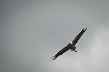 Weißstorch auf Mülldeponie