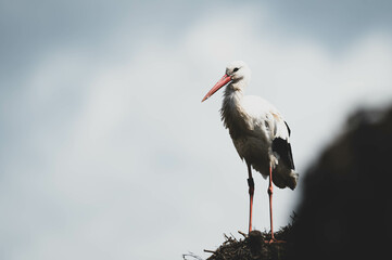 Weißstorch auf Mülldeponie