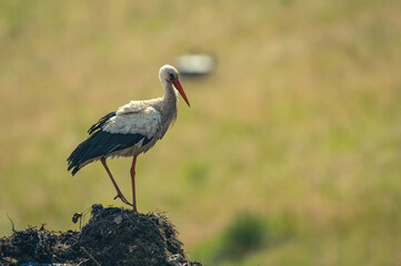 Weißstorch auf Mülldeponie
