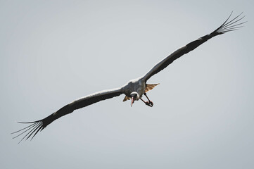 Weißstorch auf Mülldeponie