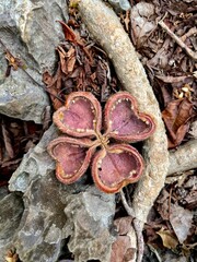 heart shape of dried fruit shell on the rock.