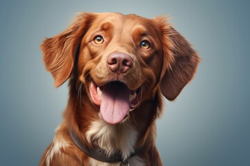 Portrait of a happy brittany dog isolated on soft blue background