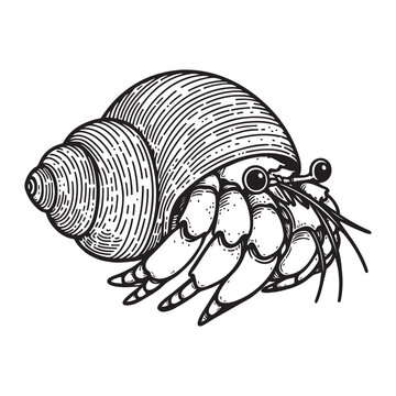 black and white hermit crab in shell clip art preview