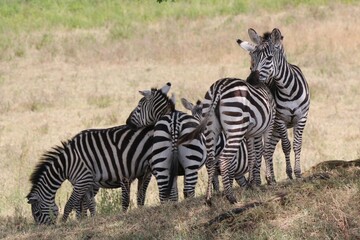  Wild zebras in national park in Kenya.