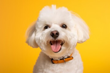 Portrait of a happy bichon frise isolated in soft yellow background