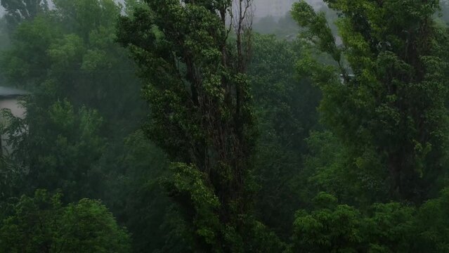 Strong wind and rain, trees swaying from the gusts, severe storm on the street.