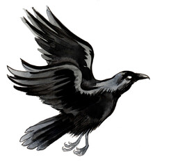 Flying crow. Hand drawn watercolor illustration