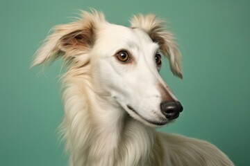 Portrait of a cute borzoi isolated on soft green background