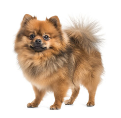 Obraz premium Pomeranian dog with brindle fur color on isolated background