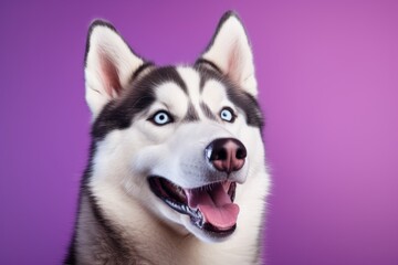 Portrait of a happy siberian husky isolated in soft purple background