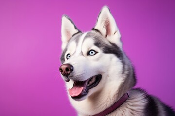 Obraz premium Portrait of a happy siberian husky isolated in soft purple background
