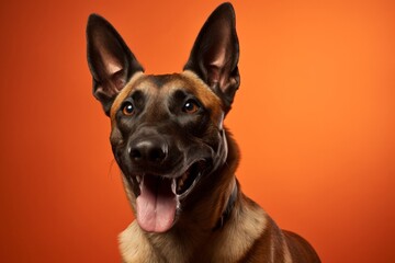 Portrait of a smiling belgian malinois dog in front of soft orange background