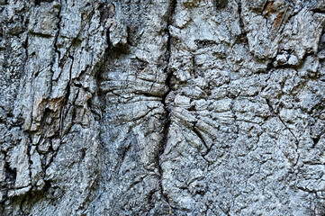 Cracked wooden background