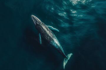 Fototapeta premium Whale swims in the ocean