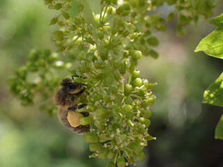 Blooming young wine grapes with a bee in the garden.