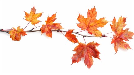 Fototapeta premium Isolated autumn maple branch on white background