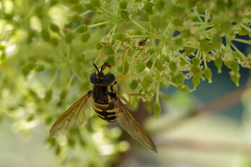 Blooming young wine grapes with Chrysotoxum cautum.