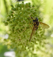 Blooming young wine grapes with Chrysotoxum cautum.