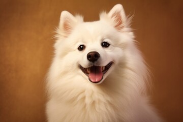 Portrait of a cute american eskimo dog over soft brown background