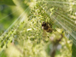Blooming young wine grapes with a bee in the garden.