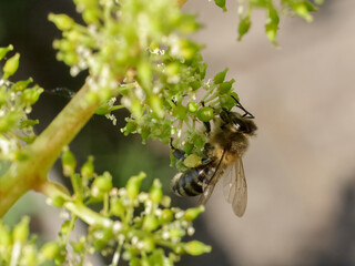 Blooming young wine grapes with a bee in the garden.