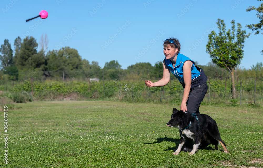 Poster obedience training for border collie