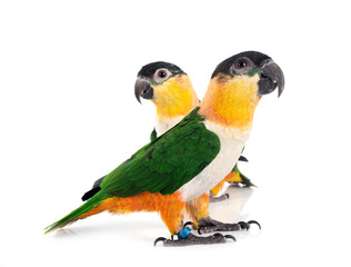 Black-headed parrot in studio