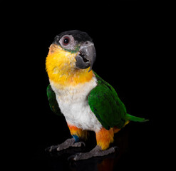 Black-headed parrot in studio