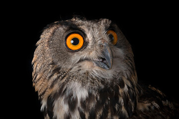Eurasian eagle-owl in studio