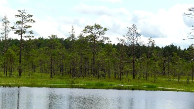Swamp Viru Raba in Estonia
