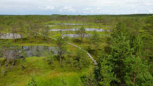 Swamp Viru Raba in Estonia