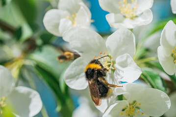 Detailed close-up of bumblebee pollinating delicate white blossoms. Image captures intricate details of bee and flowers, highlighting essential role of pollinators in nature.