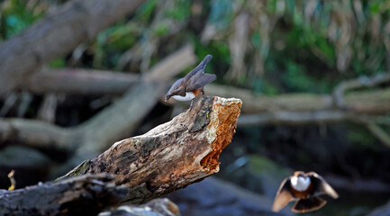 Dippers displaying on a log in the river