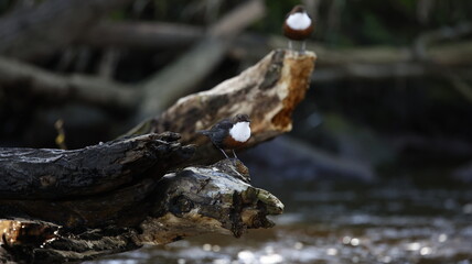 Dippers displaying on a log in the river