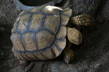 Close-up of a Tortoise on Sandy Surface