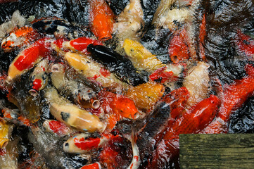 A school of koi fish gathered together waiting to eat in the pond.