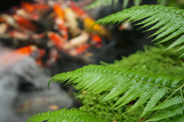 Lush fern leaves beside the koi pond