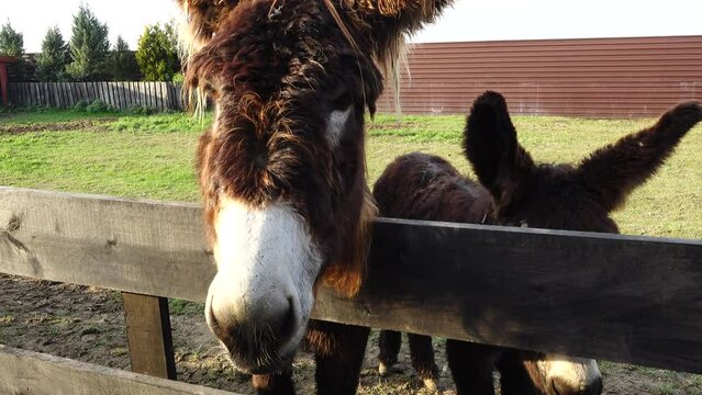 donkey or ass (Equus africanus asinus) is a domesticated member of the horse family, Equidae. Working donkeys are often associated with those living at or below subsistence levels.