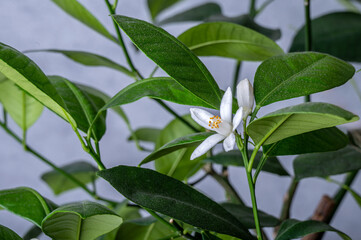 Flower of tangerine tree on a green background. Copy space.