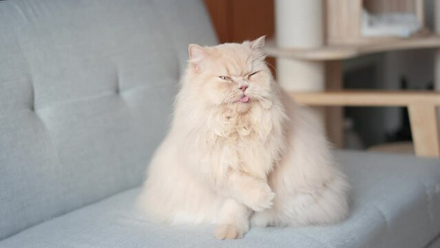 ellow British Longhair cat sitting on a blue sofa grooming itself diligently.
