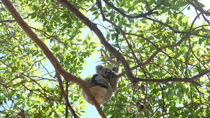koala in tree
