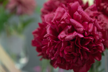 beautiful red, burgundy peony Eliza Lundy flower. Closeup. Blurred background