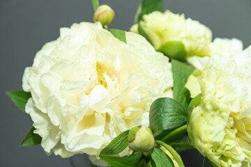 beautiful yellow peony Sunny Girl flower. Closeup. Blurred background