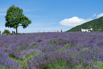 Obraz premium Lavender field.