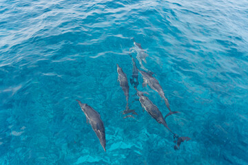 Fototapeta premium dolphin in Lakshadweep Island, India