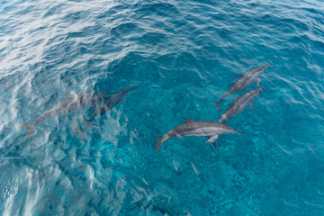 dolphin in Lakshadweep Island, India
